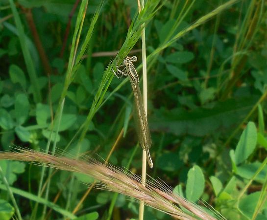 Platycnemis pennipes  - Elvire Laurens