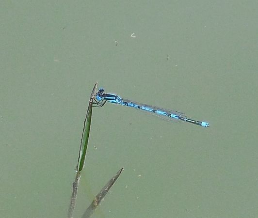 Erythromma lindenii  - Elvire Laurens