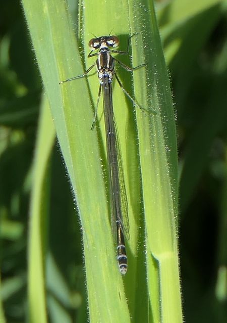 Coenagrion puella  - Fabio Angeli
