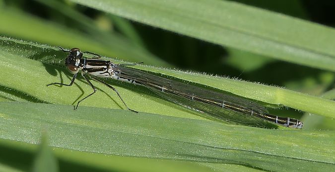 Coenagrion puella  - Fabio Angeli