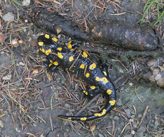 Salamandra pezzata  - Fabio Angeli