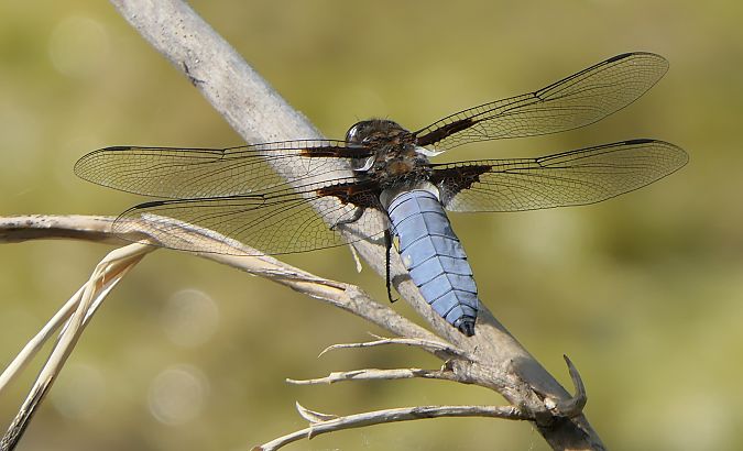 Libellula depressa  - Fabio Angeli