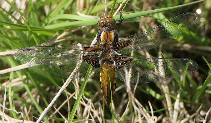 Libellula depressa  - Fabio Angeli