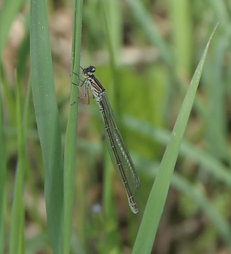 Agrion jouvencelle  - Fabio Angeli