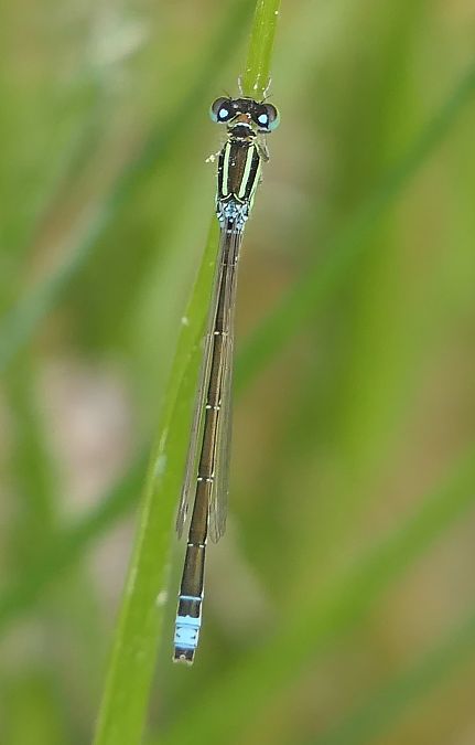Ischnura pumilio  - Fabio Angeli