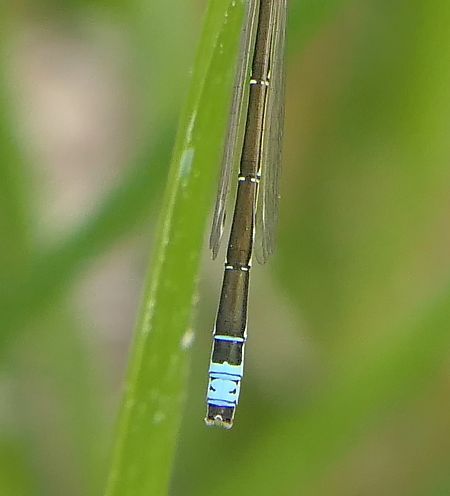 Ischnura pumilio  - Fabio Angeli