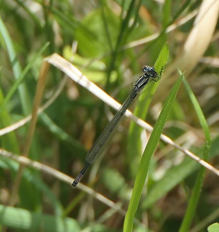 Coenagrion puella  - Fabio Angeli