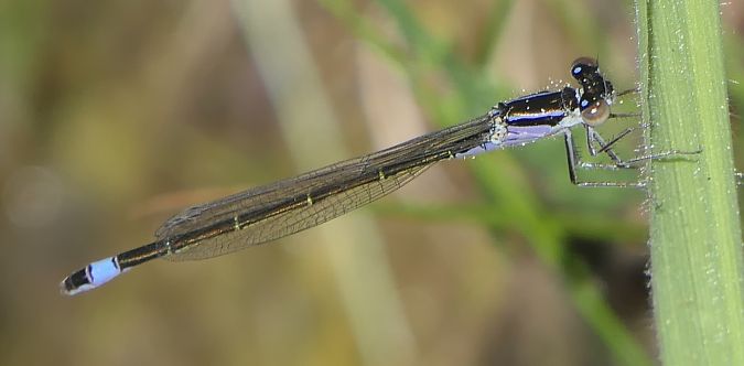 Ischnura elegans  - Fabio Angeli