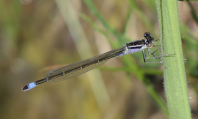 Ischnura elegans  - Fabio Angeli