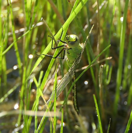 Anax imperator  - Fabio Angeli
