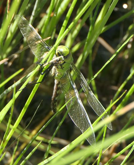 Anax imperator  - Fabio Angeli