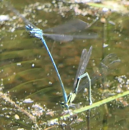 Coenagrion puella  - Fabio Angeli