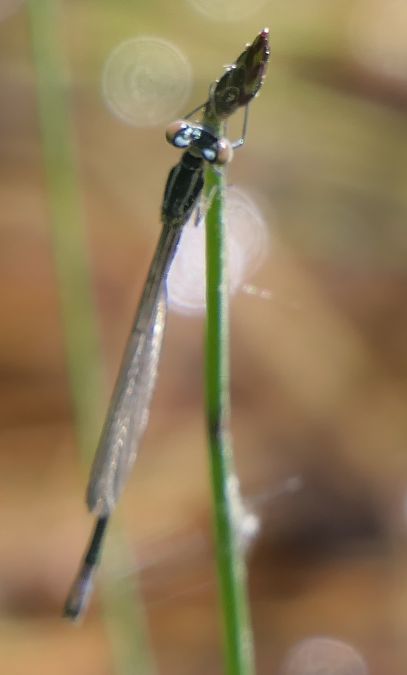 Coenagrion puella  - Fabio Angeli