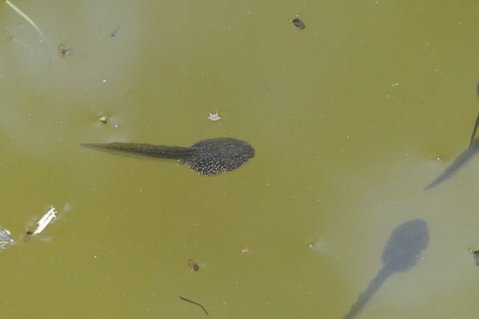 Common Frog  - Fabio Angeli
