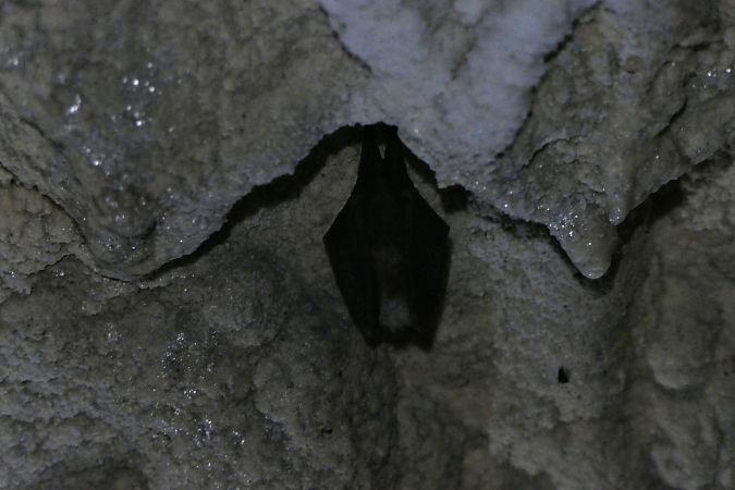 Rinolofo minore  - Fabio Angeli
