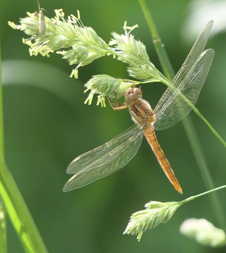 Orthetrum coerulescens  - Fabio Angeli