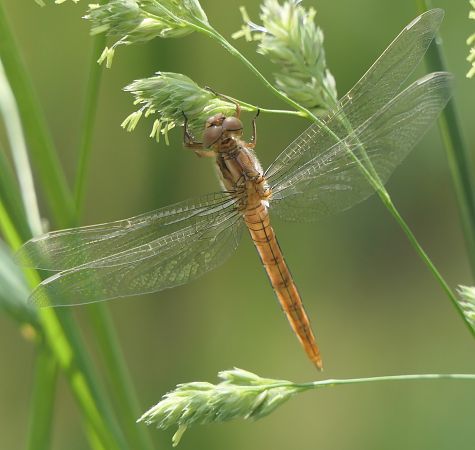 Orthetrum coerulescens  - Fabio Angeli
