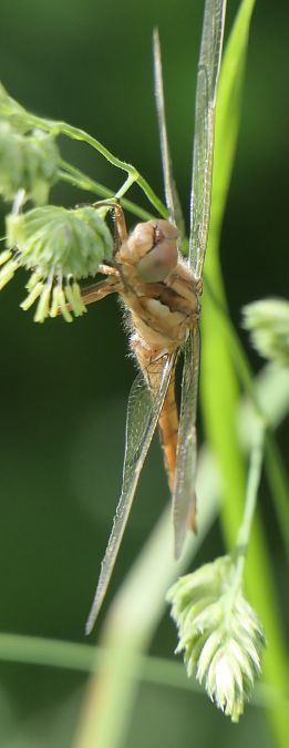 Orthetrum coerulescens  - Fabio Angeli