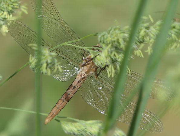 Orthetrum coerulescens  - Fabio Angeli