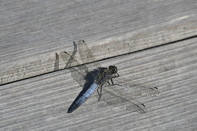 Orthetrum cancellatum  - Giovanni Fontanesi
