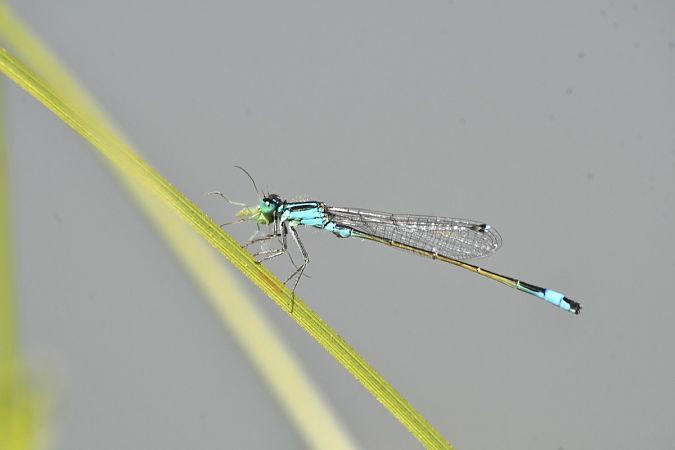 Ischnura elegans  - Giovanni Fontanesi