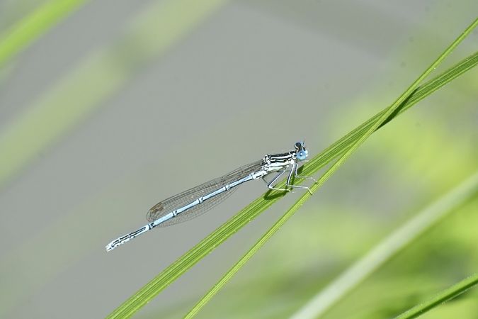Platycnemis pennipes  - Giovanni Fontanesi