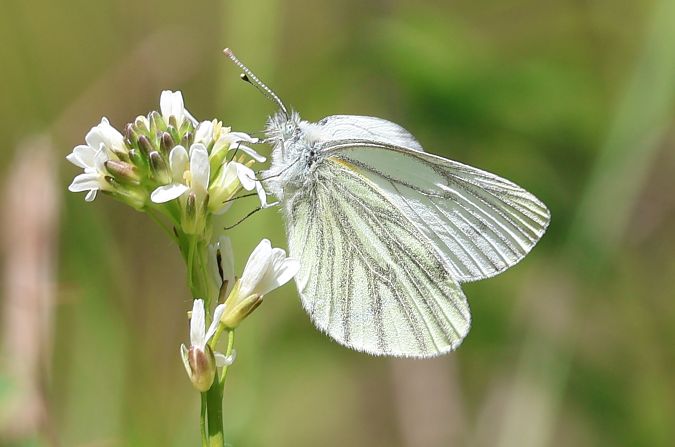 Pieris napi  - Lorenzo Lanzani