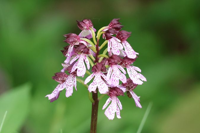 Orchis purpurea  - Lorenzo Lanzani