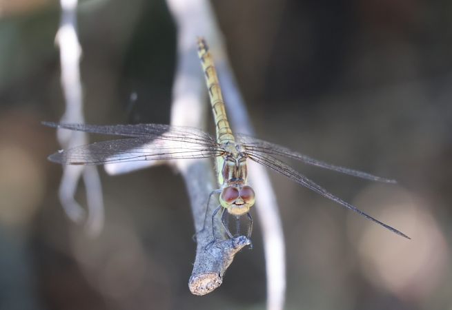Sympetrum meridionale  - Lorenzo Lanzani
