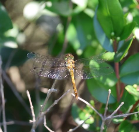 Sympetrum meridionale  - Lorenzo Lanzani