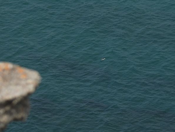Beccaccia di mare  - Alessandra Fontenla