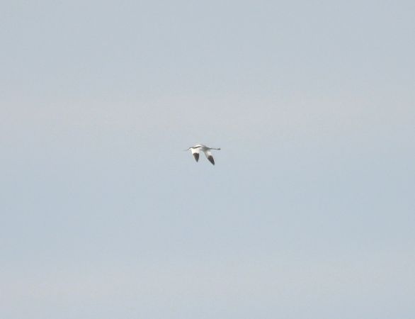 Avocetta  - Alessandra Fontenla