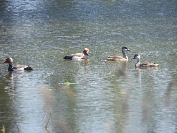 Red-crested Pochard  - Francesco Scarton