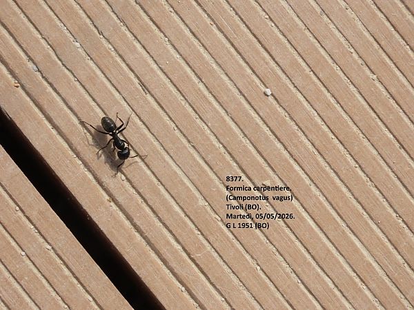 Formica sp.  - Giorgio Leoni