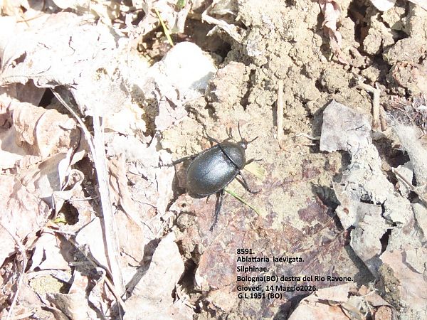 Coleoptera sp.  - Giorgio Leoni