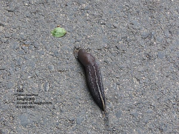 Limax maximus  - Giorgio Leoni