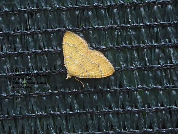 Camptogramma bilineata  - Giorgio Leoni