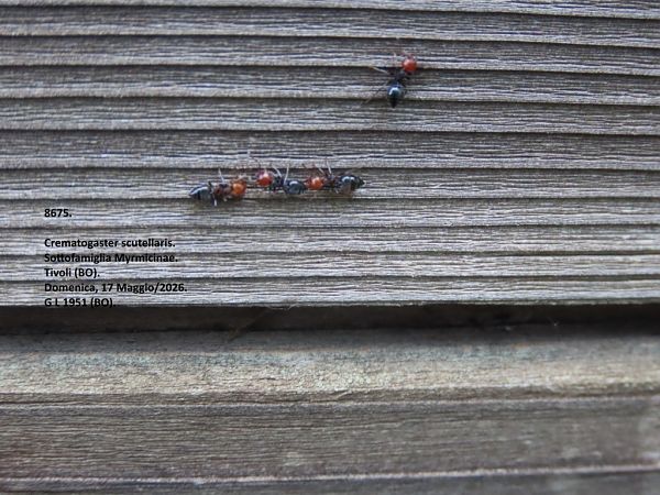 Crematogaster scutellaris  - Giorgio Leoni
