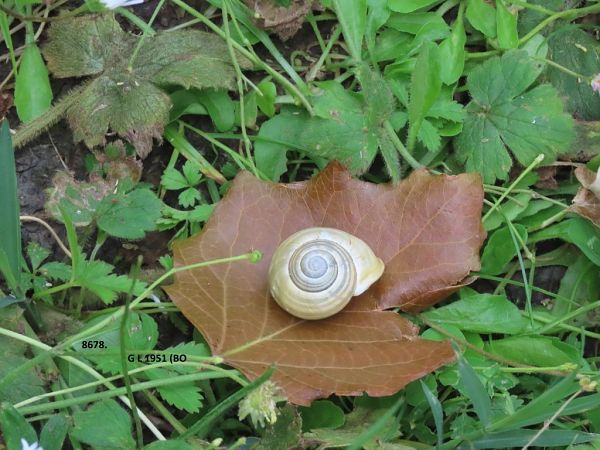 Cepaea hortensis  - Giorgio Leoni
