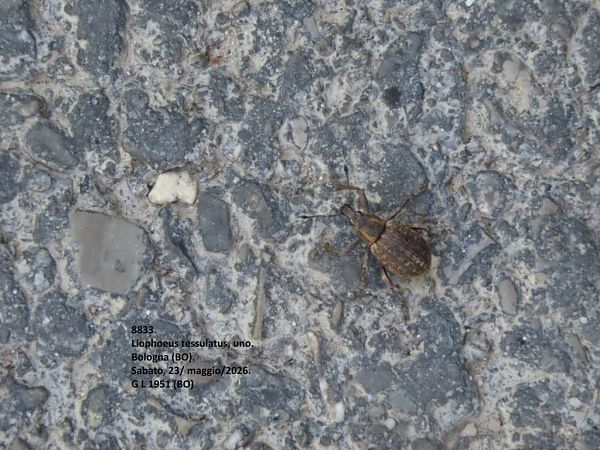 Coleoptera sp.  - Giorgio Leoni