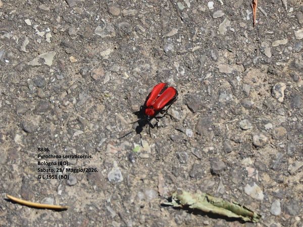 Coleoptera sp.  - Giorgio Leoni