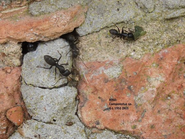 Formica sp.  - Giorgio Leoni
