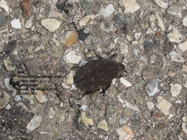 Coleoptera sp.  - Giorgio Leoni