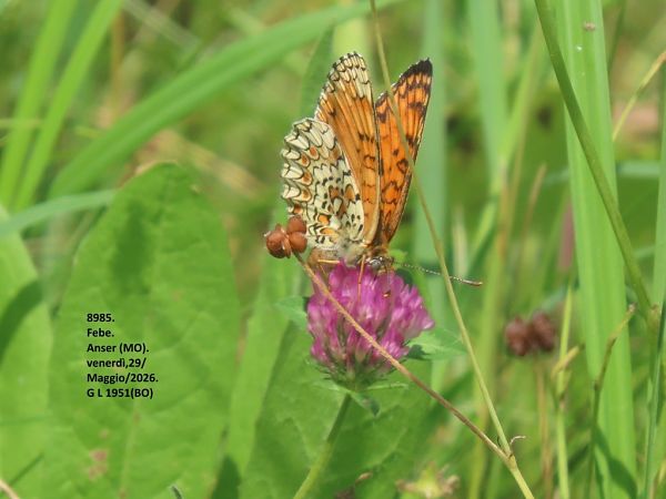 Melitaea phoebe  - Giorgio Leoni