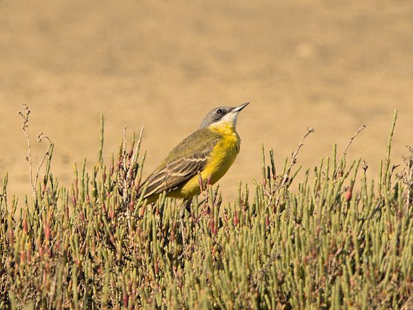 Cutrettola capocenerino (ssp. cinereocapilla)  - Marcello Longeri