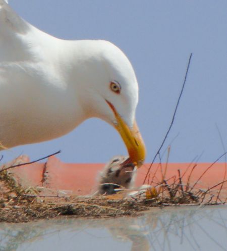 Yellow-legged Gull  - Marcello Longeri