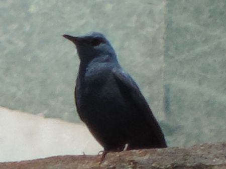Passero solitario  - Claudio Bucciarelli