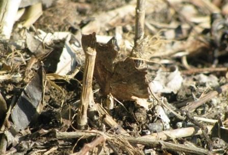 Polygonia c-album  - Fabio Simonazzi