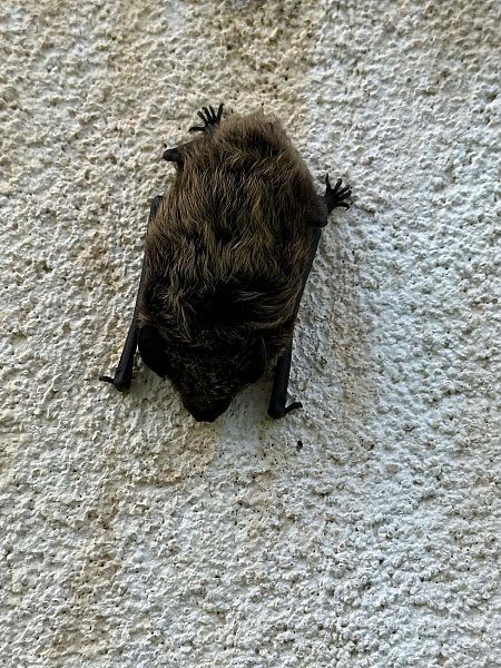 Pipistrello di Savi  - Walkerdine Susan