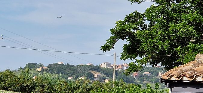 Falco di palude  - Walkerdine Susan